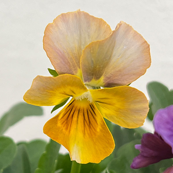 ビオラ：アンティーク系ミックス3号ポット