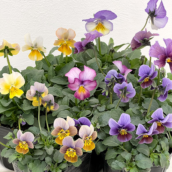 ビオラ：アンティーク系ミックス3号ポット