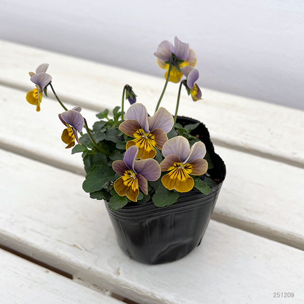 ビオラ：アンティーク系ミックス3号ポット