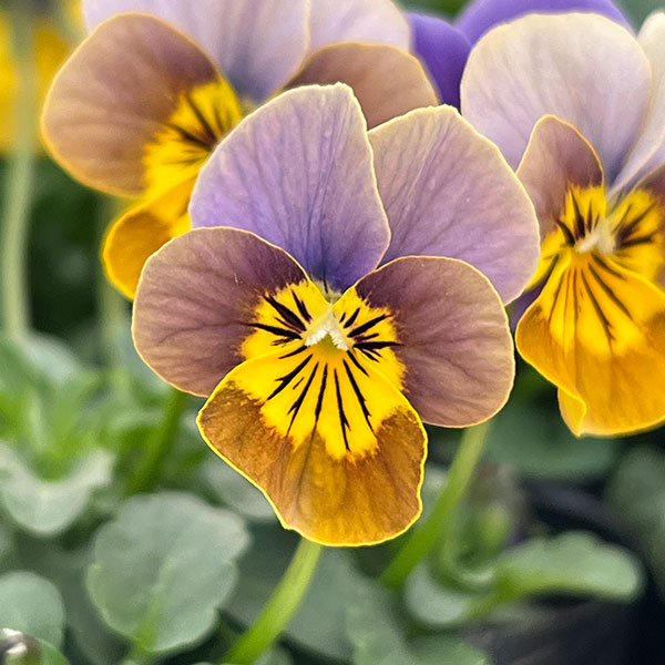 ビオラ：アンティーク系ミックス3号ポット