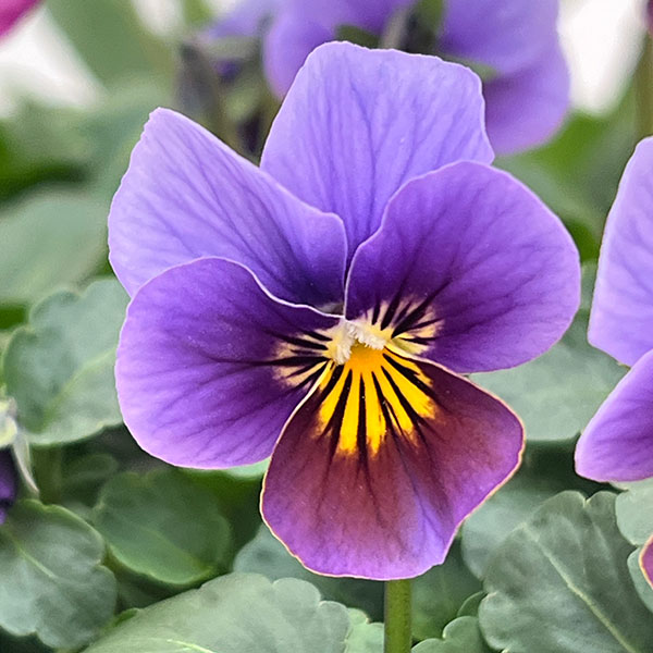 ビオラ：アンティーク系ミックス3号ポット