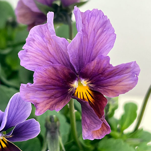 ビオラ：アンティーク系ミックス3号ポット