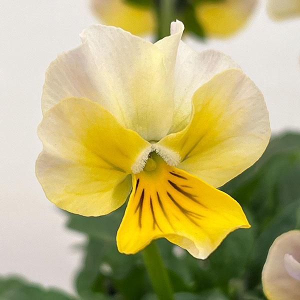 ビオラ：アンティーク系ミックス3号ポット