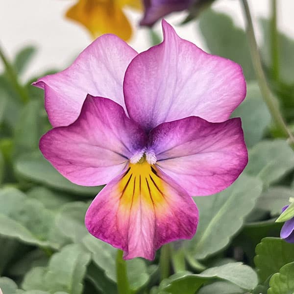 ビオラ：アンティーク系ミックス3号ポット