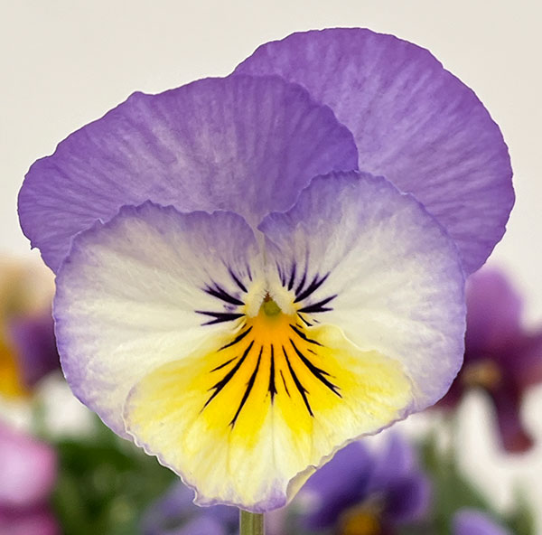 ビオラ：アンティーク系ミックス3号ポット