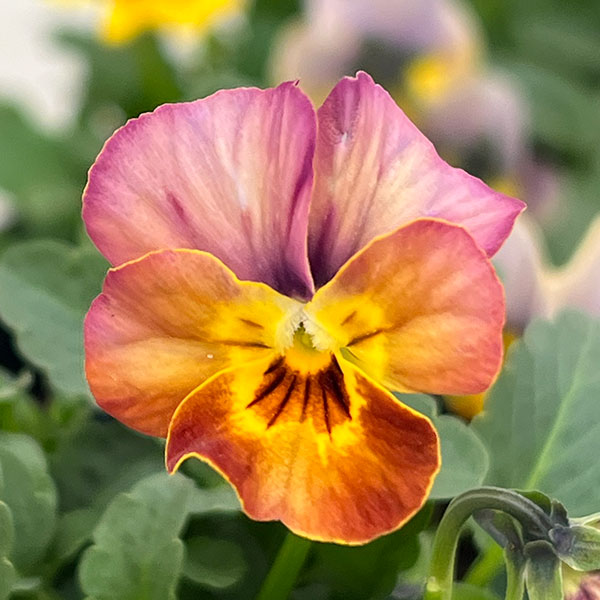 ビオラ：アンティーク系ミックス3号ポット