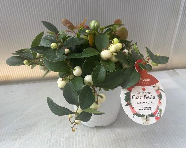 チェッカーベリー（ゴーテリア）：チャオベラ ホワイト3.5号ポット[鑑賞期間10月～1月　ゴールテリア・ヒメコウジ　実付きよく美しい品種]
