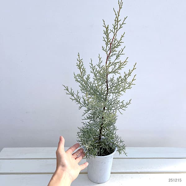 コニファー（立ち性）：ブルーアイス4号鉢植え