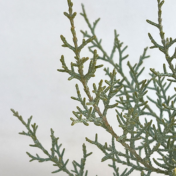 コニファー（立ち性）：ブルーアイス4号鉢植え