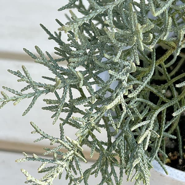 コニファー（立ち性）：ブルーアイス4号鉢植え