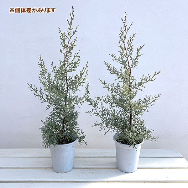 コニファー（立ち性）：ブルーアイス4号鉢植え