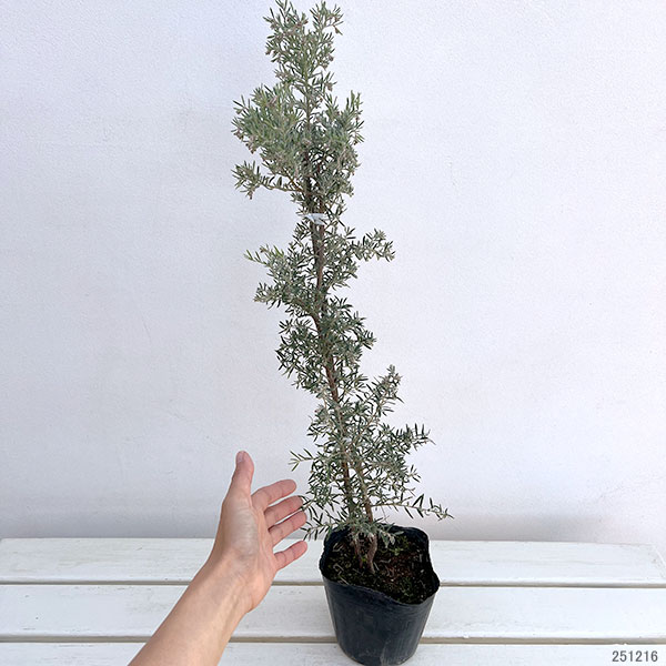 グレビレア：イルミナ4.5号ポット