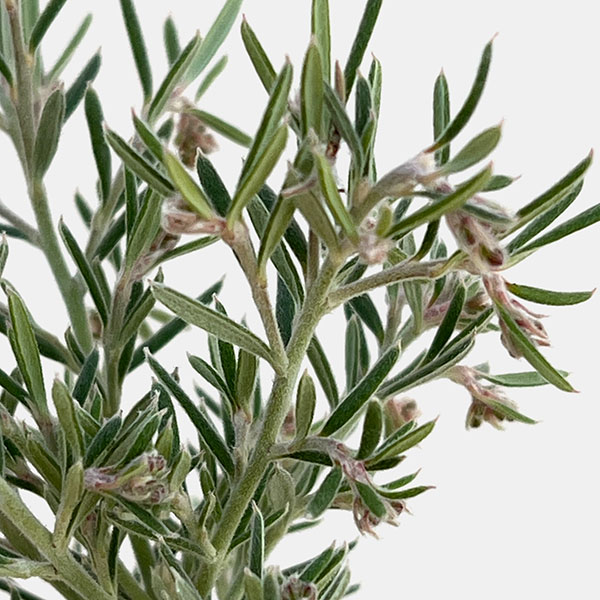 グレビレア：イルミナ4.5号ポット