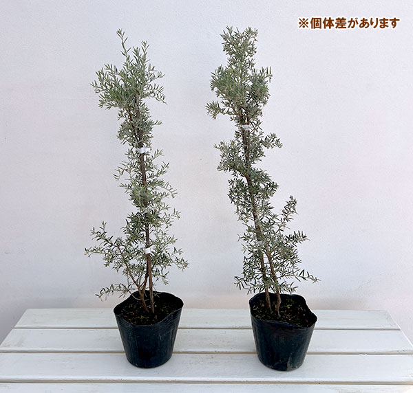 グレビレア：イルミナ4.5号ポット