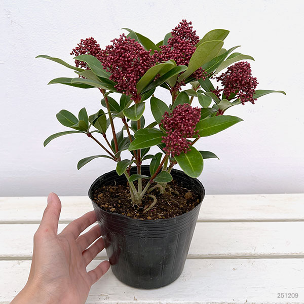 スキミア:ルベスタ オプティマ4.5号ポット