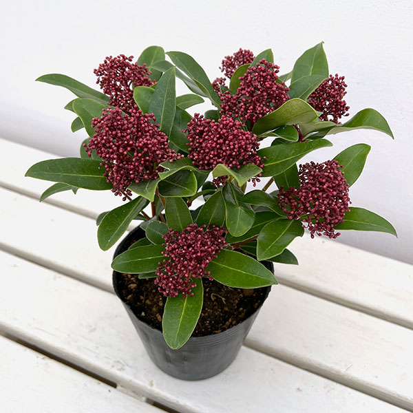 スキミア:ルベスタ オプティマ4.5号ポット