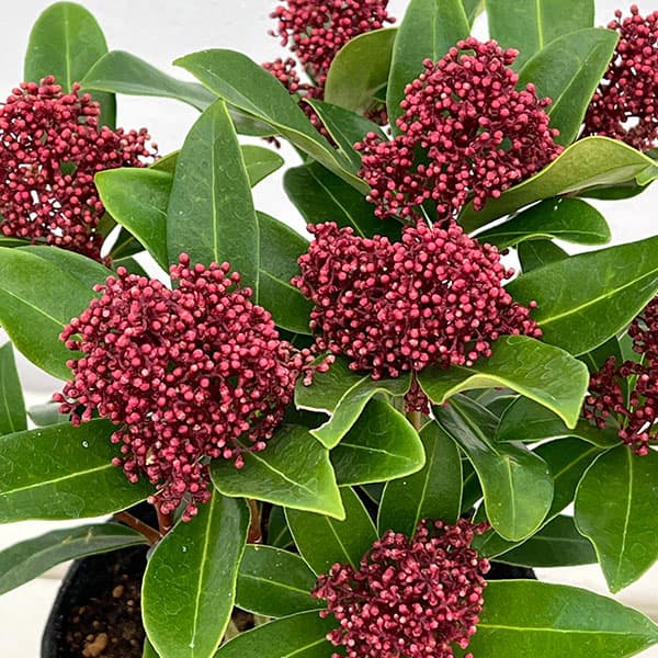 スキミア:ルベスタ オプティマ4.5号ポット