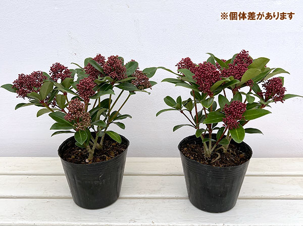 スキミア:ルベスタ オプティマ4.5号ポット