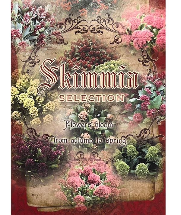 スキミア:ルベスタ オプティマ4.5号ポット