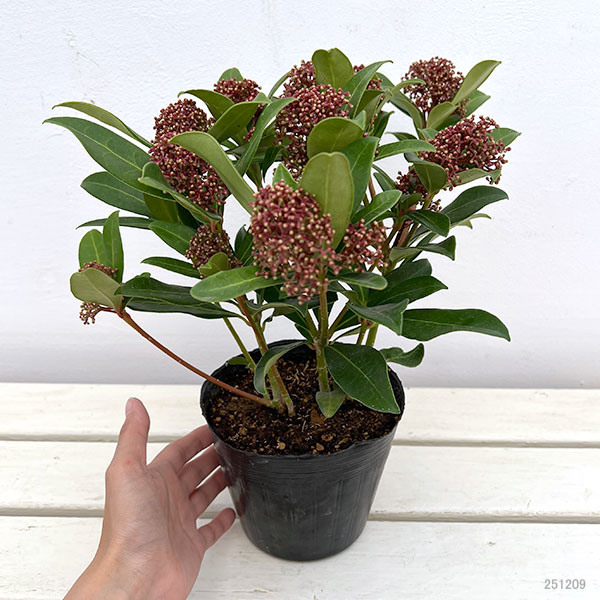 スキミア:ルベスタ ジャイアントピンク4.5号ポット