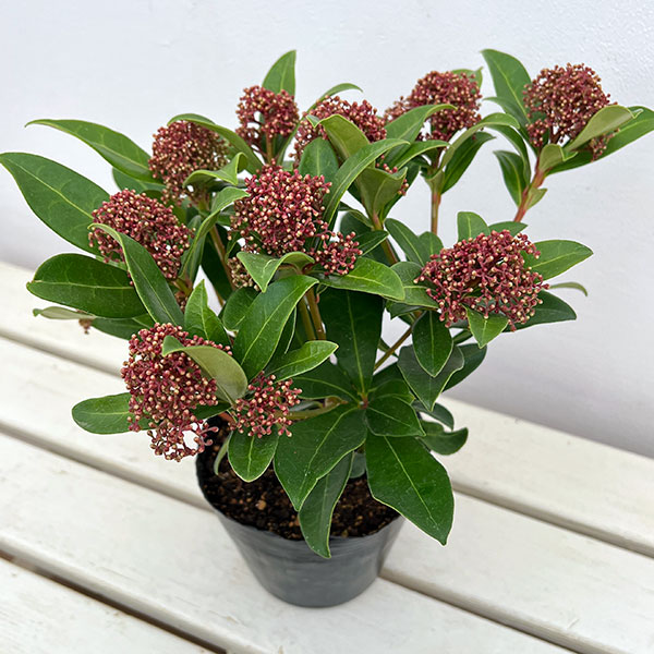 スキミア:ルベスタ ジャイアントピンク4.5号ポット