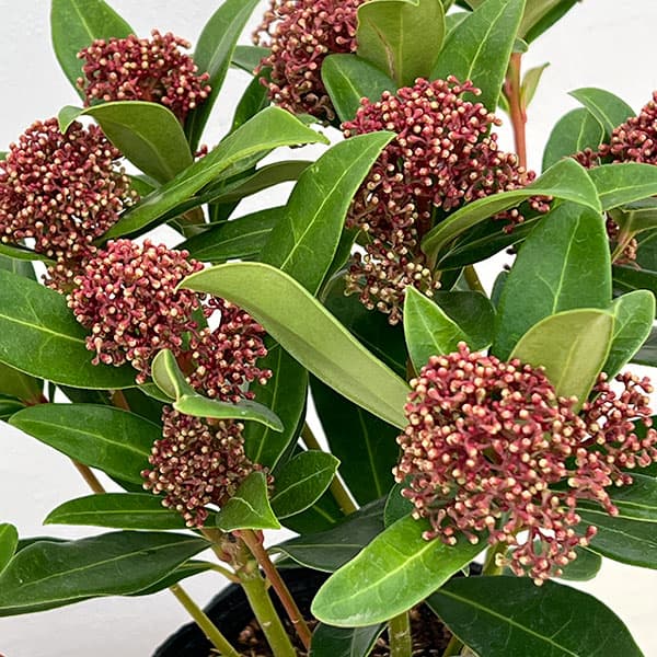 スキミア:ルベスタ ジャイアントピンク4.5号ポット