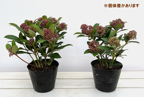 スキミア:ルベスタ ジャイアントピンク4.5号ポット