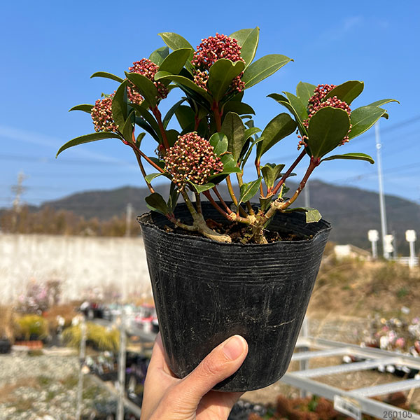 スキミア：ルベスタ ジャイアントピンク4.5号ポット