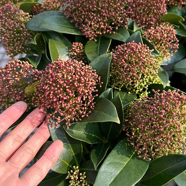 スキミア：ルベスタ ジャイアントピンク4.5号ポット