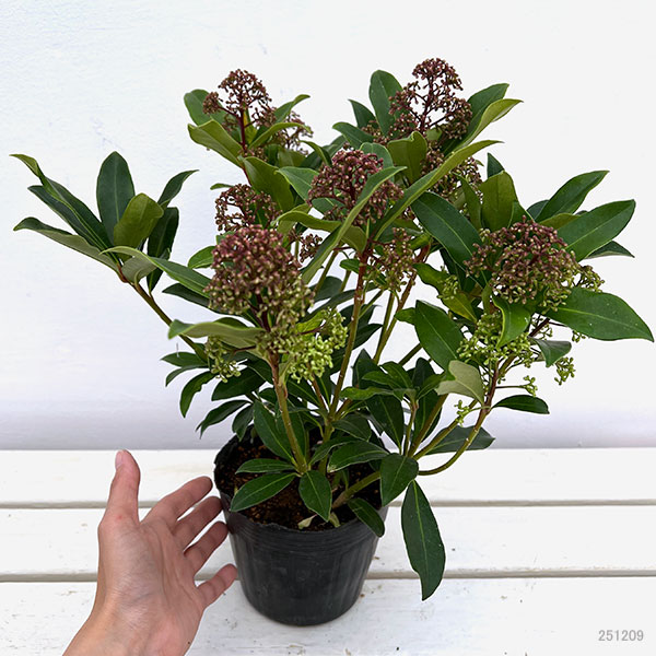 スキミア:ルベスタ キューバ4.5号ポット