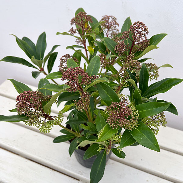 スキミア:ルベスタ キューバ4.5号ポット