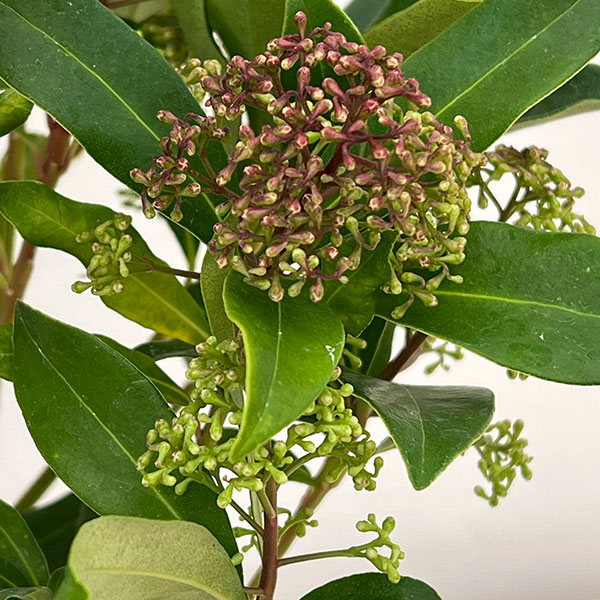 スキミア:ルベスタ キューバ4.5号ポット