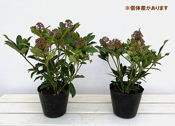 スキミア:ルベスタ キューバ4.5号ポット