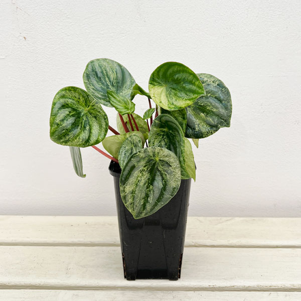 ぺぺロミア:雪兎(サンデルシー斑入り)3.5号鉢植え