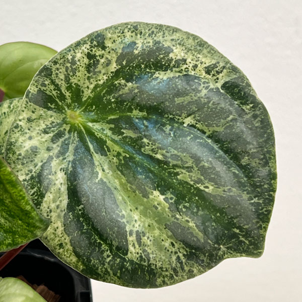 ぺぺロミア:雪兎(サンデルシー斑入り)3.5号鉢植え