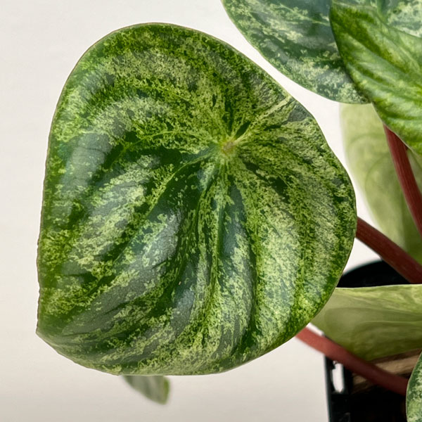 ぺぺロミア:雪兎(サンデルシー斑入り)3.5号鉢植え