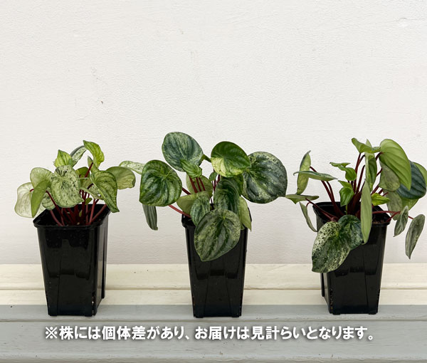 ぺぺロミア:雪兎(サンデルシー斑入り)3.5号鉢植え