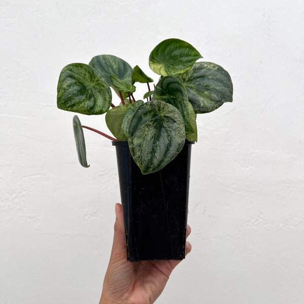 ぺぺロミア:雪兎(サンデルシー斑入り)3.5号鉢植え