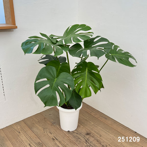 モンステラ 8号鉢植え