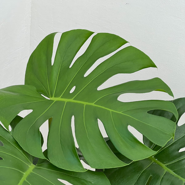 モンステラ 8号鉢植え