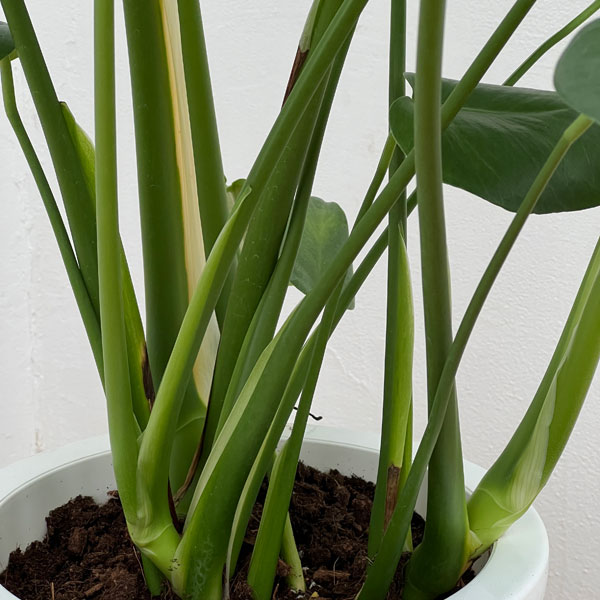 モンステラ 8号鉢植え