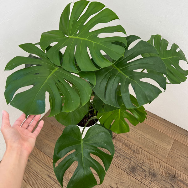 モンステラ 8号鉢植え