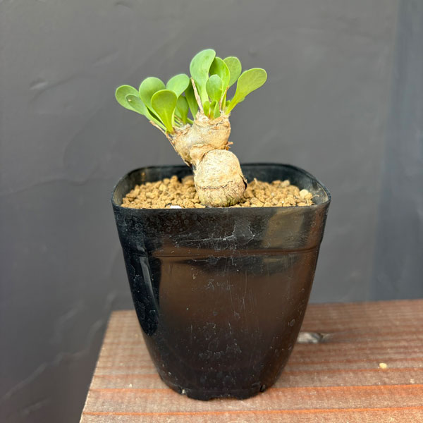 オトンナ:ウリンクレアナ 2.5号鉢植え