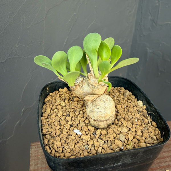 オトンナ:ウリンクレアナ 2.5号鉢植え