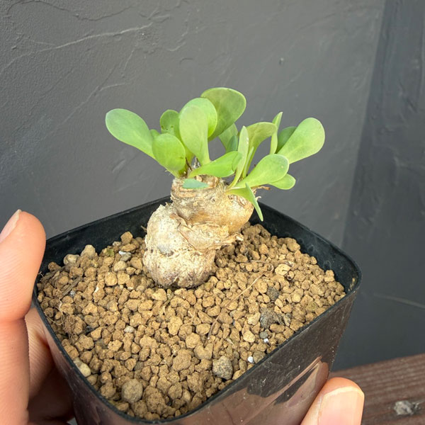 オトンナ:ウリンクレアナ 2.5号鉢植え