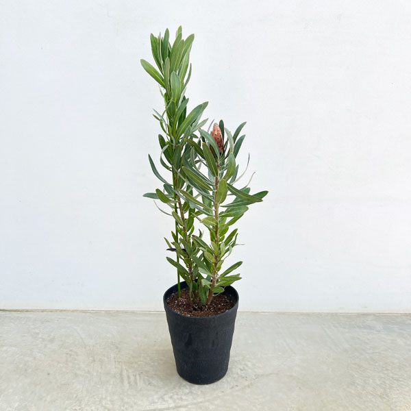 プロテア:ピンククリーム 7号鉢植え25-01