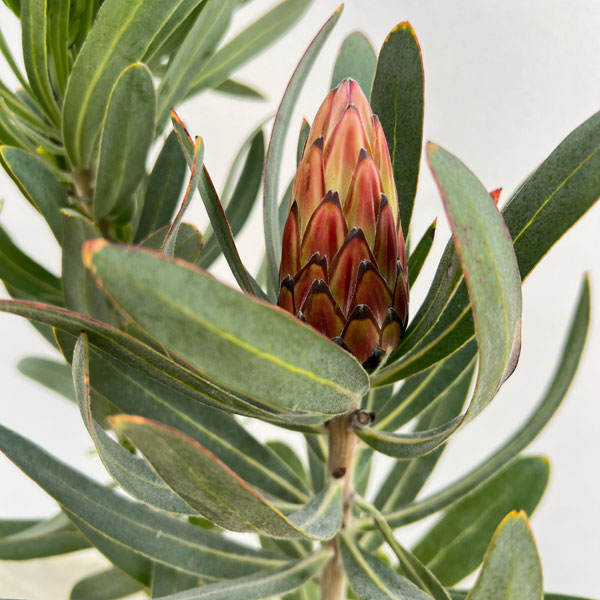 プロテア:ピンククリーム 7号鉢植え25-01