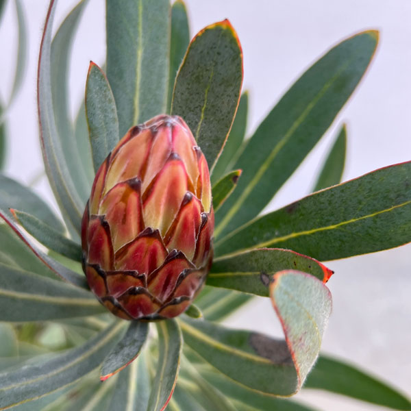 プロテア:ピンククリーム 7号鉢植え25-01