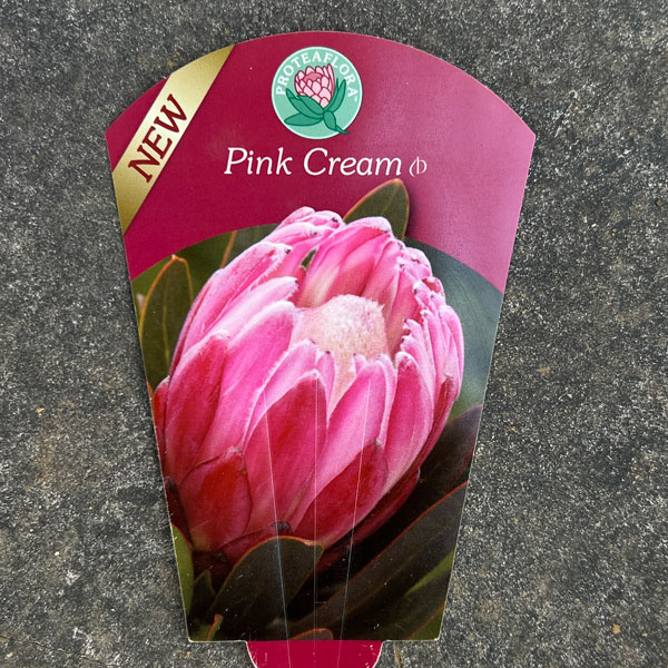 プロテア:ピンククリーム 7号鉢植え25-01