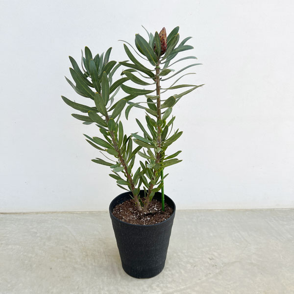 プロテア:ピンククリーム 7号鉢植え25-02